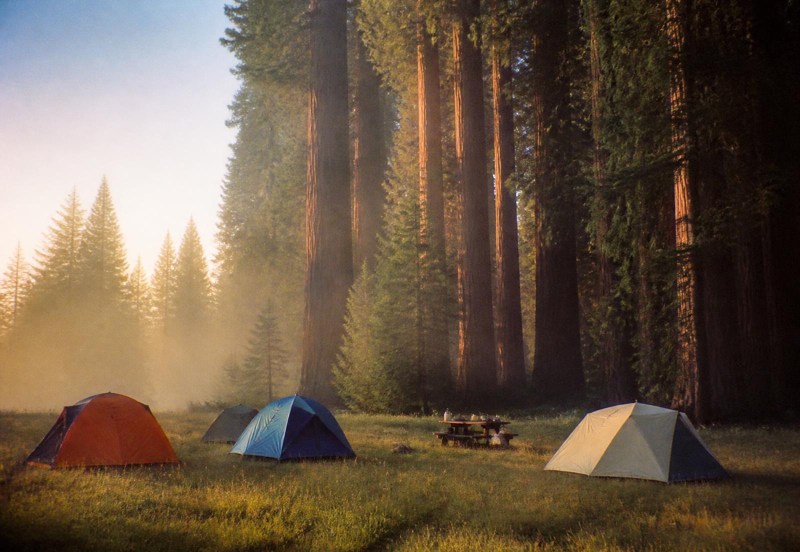 Tents pitched in a meadow beside redwoods